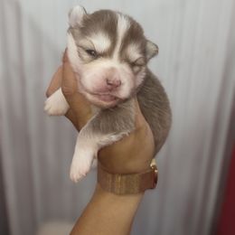 Rose - Red and white female Pomsky puppy in Mc Callsburg, Iowa from SZ Rolling Acres LLC