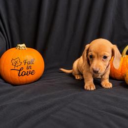 Simba AKC - 2,500 - Chocolate male Dachshund puppy in Indian Trail, North Carolina from Hilda’s Teenie Weenies