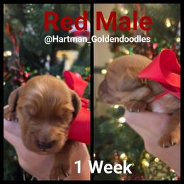 Red - Red  male Goldendoodle puppy in Upland, California from Hartman Goldendoodles