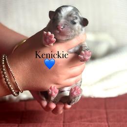 Kenickie - Blue merle male Australian Shepherd puppy in Uvalda, Georgia from Happy Ours Australian Shepherds