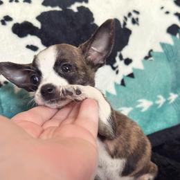 Penny - Fawn brindled black female Chihuahua puppy in Alvord, Texas from Gift of Gods Favor