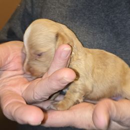 Boy 3 - Cream male Dachshund puppy in Edinburg, Virginia from Hunter Lane Dachshunds