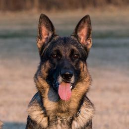 Chaos - German Shepherd