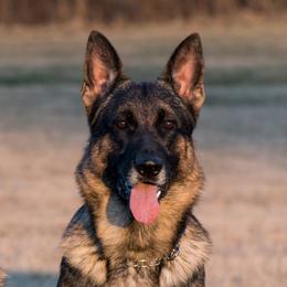 Chaos - German Shepherd