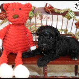 AKC 25030 - Black male Miniature Schnauzer puppy in Mount Airy, Georgia from Miniature Schnauzers GA, LLC