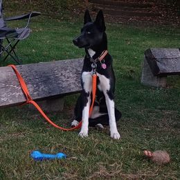 Akasha - Companion Cross