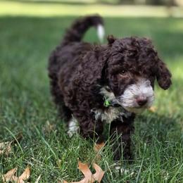 Elizabeth - female Australian Mountain Doodle puppy in Broken Arrow, Oklahoma from Tulsa Australian Mountain Doodles