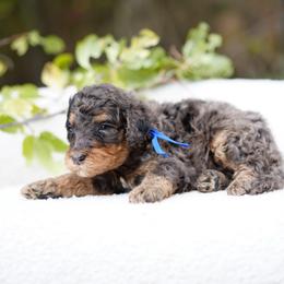Blue collar - Blue merle male Bernedoodle puppy in Spokane, Washington from Doodle Love