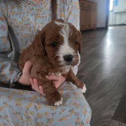 Cupid - Red male Cavapoo puppy in Hudson, Michigan from Peaceful Pines LLC