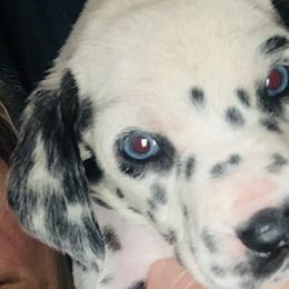 Black collar boy- 2 blue eyes - White and black Dalmatian puppy in Waterloo, Iowa from Daisy's Dalmatians