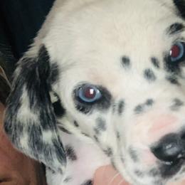 Black collar boy- 2 blue eyes - White and black Dalmatian puppy in Waterloo, Iowa from Daisy's Dalmatians