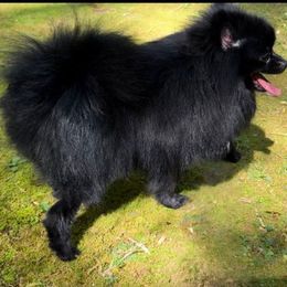 Onyx - Pomeranian