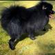 Onyx