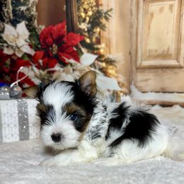 AKC Bella 4300   Tiny... - Black tan and white female Biewer Terrier puppy in Nicholls, Georgia from Southeast Biewers