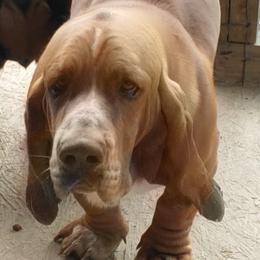 Basco Boy - Basset Hound