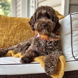Shania - Australian Labradoodle