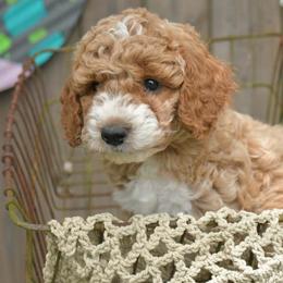 Whiz - Apricot male Goldendoodle puppy in Boaz, Alabama from Doodles All Day