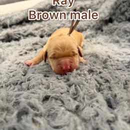 Boy 2 - Golden male Golden Retriever puppy in Salt Lake City, Utah from Soaring golden retrievers