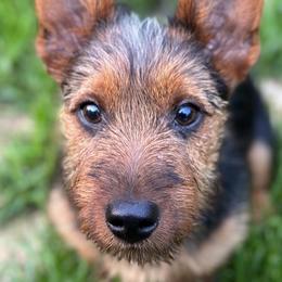 Australian Terriers from ZoeZoo Australian Terriers