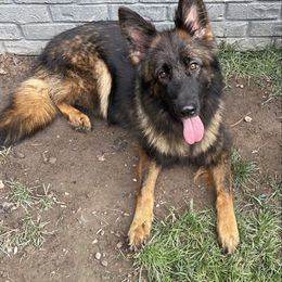 Bea - German Shepherd