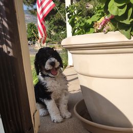 Aussiedoodles and Poodles from Ray Poodles