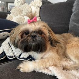 Ginger - Gold female Shih Tzu puppy in Springboro, Ohio from Shih Tzus of Springboro LLC.