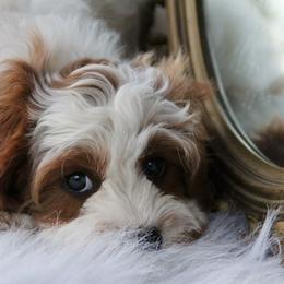 Bernedoodle and Cavapoo Puppies from Lawler’s Legacy Litters