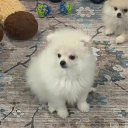 Baby Pearl - White female Pomeranian puppy in Naples, Florida from 🤎 Dreaming Puppies 🐶