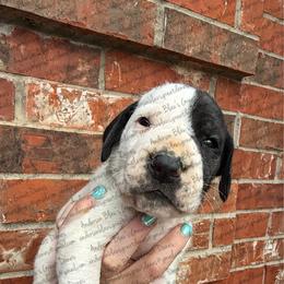 Luna - Black and white female Great Dane puppy in Granbury, Texas from Anderson Blau’s Great Danes