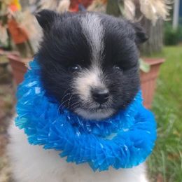 Pomeranians from Felishan Farm's