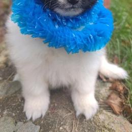 Pomeranians from Felishan Farm's