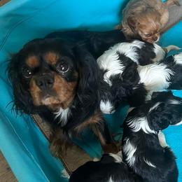 Cavalier King Charles Spaniels from Laura's Cavaliers