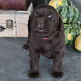 Cove - Chocolate female Labrador Retriever puppy in Camden, Indiana from Camden's Caring Canines