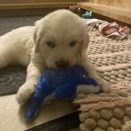 Golden Retriever Puppies from Sunlit Cream Goldens