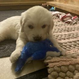 Golden Retriever Puppies from Sunlit Cream Goldens