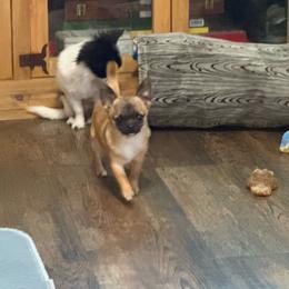 Zorro - Chihuahua