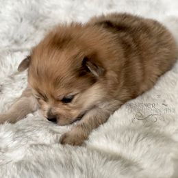 Pomeranian and Pomsky Puppies from Designer Pomeranians