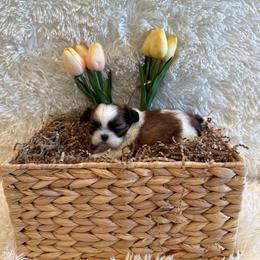 Hazel - Chocolate female Shih Tzu puppy in Success, Missouri from Sweet Success