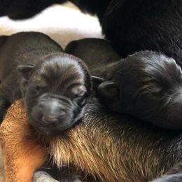 German Shepherd Puppies from Vecne Stesti German Shepherd Dogs