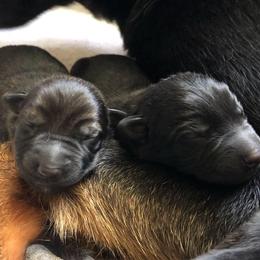 German Shepherd Puppies from Vecne Stesti German Shepherd Dogs