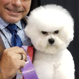 Bichon Frises and Havanese from Cambeas Puppies