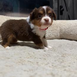 Penny - Red tri-color female Miniature American Shepherd puppy in Terryville, Connecticut from Spirited Aussies