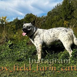 Helo - Australian Cattle Dog