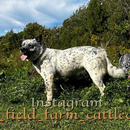 Helo - Australian Cattle Dog
