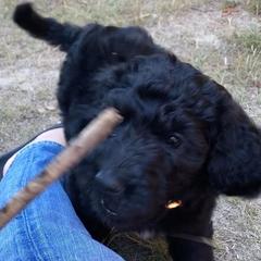 Bordoodle Puppies from Coast Redwoodles