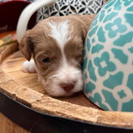 Lucy - Red female Double Doodle puppy in Hayden, Alabama from Agape Southern Farms