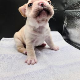 French Bulldog Puppies from Cry Havoc Frenchies