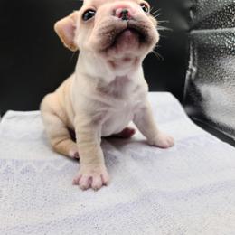 French Bulldog Puppies from Cry Havoc Frenchies