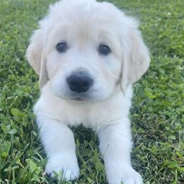 Dodger - Light golden male Golden Retriever puppy in Franklin, Indiana from Abundant Grace Goldens