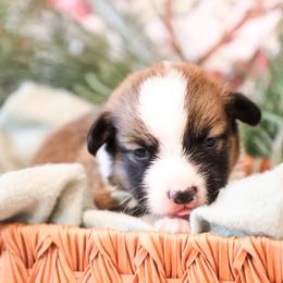 Ray - Sable male Pembroke Welsh Corgi puppy in Plains, Montana from Diamond Corgis